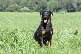 BEAUCERON 454